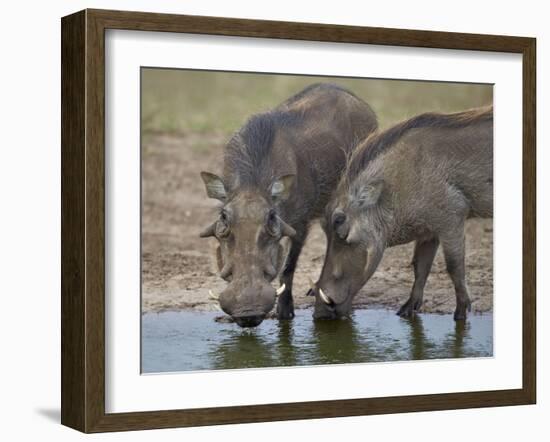 Two Warthog (Phacochoerus Aethiopicus) at a Water Hole-James Hager-Framed Photographic Print