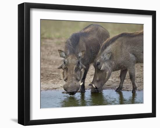 Two Warthog (Phacochoerus Aethiopicus) at a Water Hole-James Hager-Framed Photographic Print