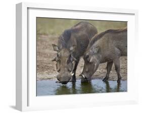 Two Warthog (Phacochoerus Aethiopicus) at a Water Hole-James Hager-Framed Photographic Print