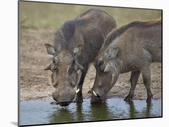 Two Warthog (Phacochoerus Aethiopicus) at a Water Hole-James Hager-Mounted Photographic Print