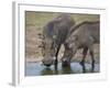 Two Warthog (Phacochoerus Aethiopicus) at a Water Hole-James Hager-Framed Photographic Print