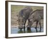 Two Warthog (Phacochoerus Aethiopicus) at a Water Hole-James Hager-Framed Photographic Print