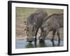 Two Warthog (Phacochoerus Aethiopicus) at a Water Hole-James Hager-Framed Photographic Print