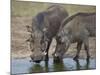 Two Warthog (Phacochoerus Aethiopicus) at a Water Hole-James Hager-Mounted Photographic Print