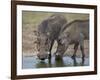 Two Warthog (Phacochoerus Aethiopicus) at a Water Hole-James Hager-Framed Photographic Print