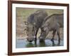 Two Warthog (Phacochoerus Aethiopicus) at a Water Hole-James Hager-Framed Photographic Print