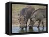 Two Warthog (Phacochoerus Aethiopicus) at a Water Hole-James Hager-Framed Stretched Canvas