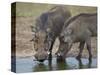 Two Warthog (Phacochoerus Aethiopicus) at a Water Hole-James Hager-Stretched Canvas