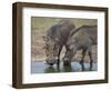 Two Warthog (Phacochoerus Aethiopicus) at a Water Hole-James Hager-Framed Photographic Print