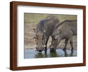 Two Warthog (Phacochoerus Aethiopicus) at a Water Hole-James Hager-Framed Photographic Print