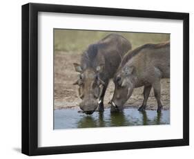 Two Warthog (Phacochoerus Aethiopicus) at a Water Hole-James Hager-Framed Photographic Print