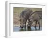 Two Warthog (Phacochoerus Aethiopicus) at a Water Hole-James Hager-Framed Photographic Print