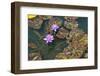 Two Water Lilies-ETIENjones-Framed Photographic Print