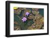 Two Water Lilies-ETIENjones-Framed Photographic Print