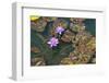 Two Water Lilies-ETIENjones-Framed Photographic Print