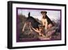 Two Welsh Terriers-null-Framed Art Print