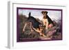 Two Welsh Terriers-null-Framed Art Print