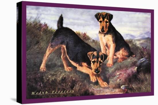 Two Welsh Terriers-null-Stretched Canvas