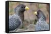 Two Western grey plantain-eaters, The Gambia-Bernard Castelein-Framed Stretched Canvas