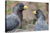 Two Western grey plantain-eaters, The Gambia-Bernard Castelein-Stretched Canvas