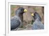 Two Western grey plantain-eaters, The Gambia-Bernard Castelein-Framed Photographic Print