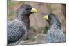 Two Western grey plantain-eaters, The Gambia-Bernard Castelein-Mounted Photographic Print