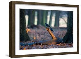 Two Western Jackdaws on a Branch on a Cold Winter Morning-Alex Saberi-Framed Photographic Print