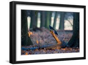 Two Western Jackdaws on a Branch on a Cold Winter Morning-Alex Saberi-Framed Photographic Print