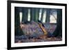 Two Western Jackdaws on a Branch on a Cold Winter Morning-Alex Saberi-Framed Photographic Print