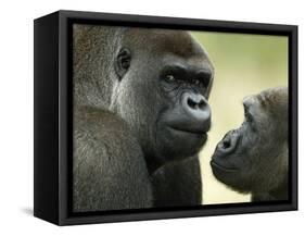 Two Western Lowland Gorillas Face to Face, UK-T.j. Rich-Framed Stretched Canvas