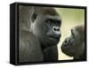 Two Western Lowland Gorillas Face to Face, UK-T.j. Rich-Framed Stretched Canvas