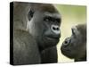 Two Western Lowland Gorillas Face to Face, UK-T.j. Rich-Stretched Canvas