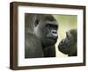 Two Western Lowland Gorillas Face to Face, UK-T.j. Rich-Framed Premium Photographic Print