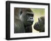 Two Western Lowland Gorillas Face to Face, UK-T.j. Rich-Framed Premium Photographic Print