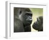 Two Western Lowland Gorillas Face to Face, UK-T.j. Rich-Framed Premium Photographic Print