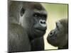 Two Western Lowland Gorillas Face to Face, UK-T.j. Rich-Mounted Premium Photographic Print