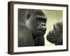 Two Western Lowland Gorillas Face to Face, UK-T.j. Rich-Framed Premium Photographic Print