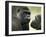 Two Western Lowland Gorillas Face to Face, UK-T.j. Rich-Framed Premium Photographic Print