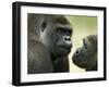 Two Western Lowland Gorillas Face to Face, UK-T.j. Rich-Framed Premium Photographic Print