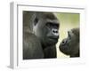 Two Western Lowland Gorillas Face to Face, UK-T.j. Rich-Framed Premium Photographic Print