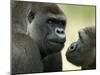 Two Western Lowland Gorillas Face to Face, UK-T.j. Rich-Mounted Premium Photographic Print