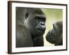 Two Western Lowland Gorillas Face to Face, UK-T.j. Rich-Framed Photographic Print