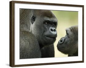 Two Western Lowland Gorillas Face to Face, UK-T.j. Rich-Framed Photographic Print