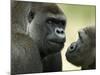 Two Western Lowland Gorillas Face to Face, UK-T.j. Rich-Mounted Photographic Print