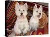 Two Westies sitting on Southwestern blankets.-Zandria Muench Beraldo-Stretched Canvas
