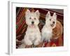 Two Westies sitting on Southwestern blankets.-Zandria Muench Beraldo-Framed Photographic Print