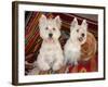 Two Westies sitting on Southwestern blankets.-Zandria Muench Beraldo-Framed Photographic Print