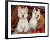 Two Westies sitting on Southwestern blankets.-Zandria Muench Beraldo-Framed Photographic Print