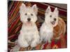 Two Westies sitting on Southwestern blankets.-Zandria Muench Beraldo-Mounted Photographic Print