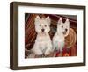 Two Westies sitting on Southwestern blankets.-Zandria Muench Beraldo-Framed Photographic Print